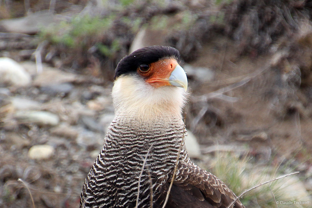 Canon EOS 60D, 270 mm, 18-270mm, ISO 500, 1/400 s à f / 8,0