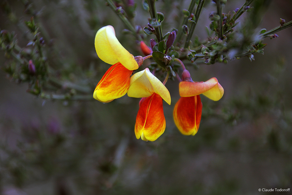 Canon EOS 60D, 169 mm, 18-270mm, ISO 400, 1/250 s à f / 6,3