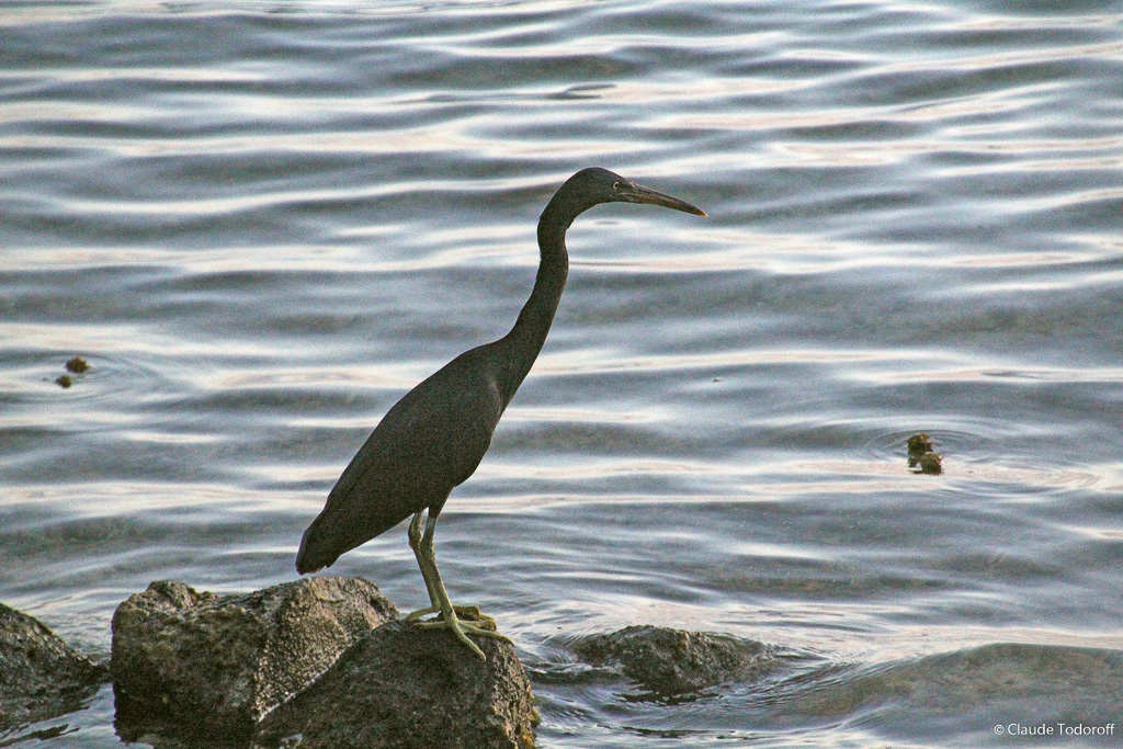 Canon EOS 60D, 270 mm, 18-270mm, ISO 4000, 1/400 s à f / 8,0