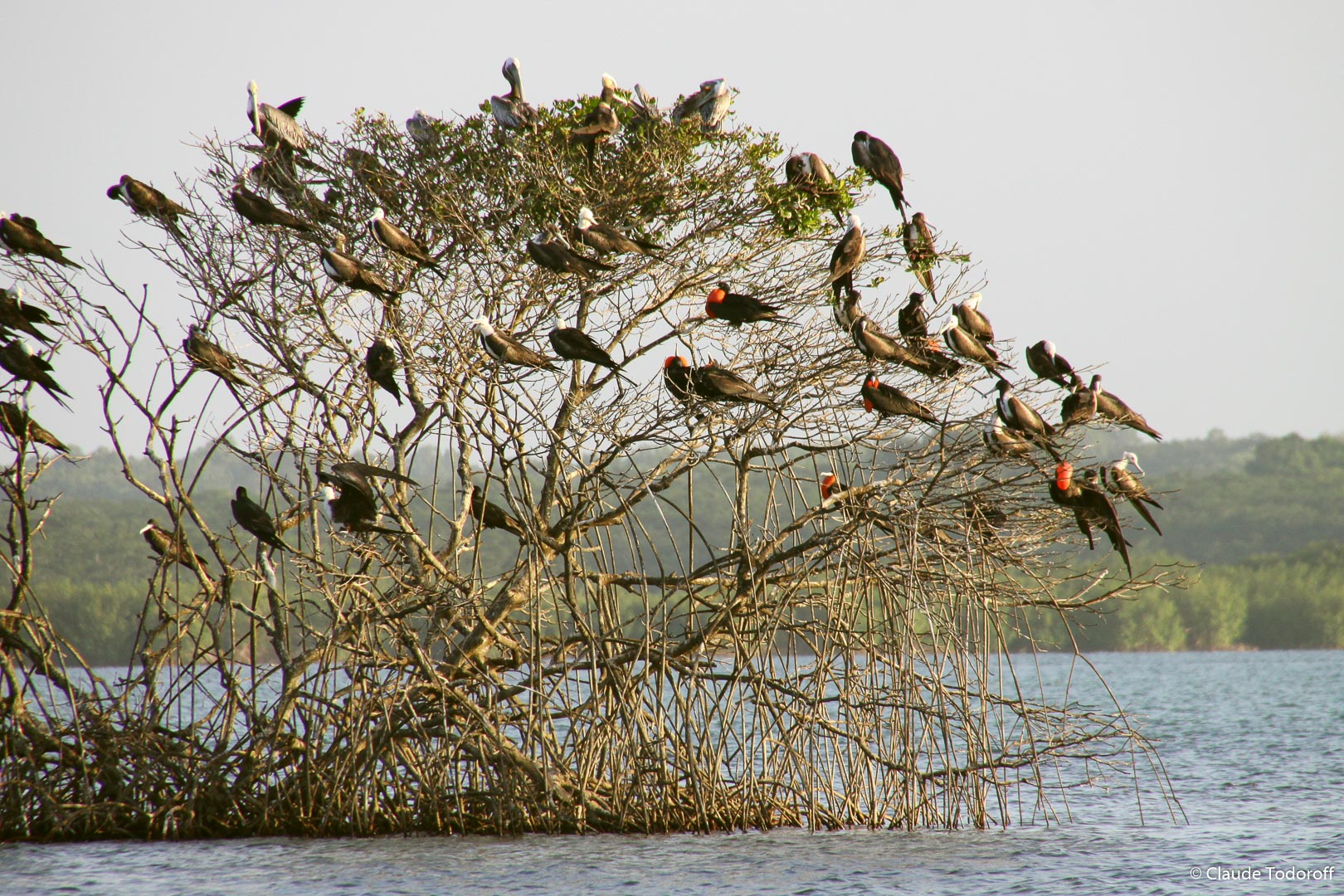 Canon EOS 50D, 270 mm, , ISO 500, 1/400 s à f / 8,0