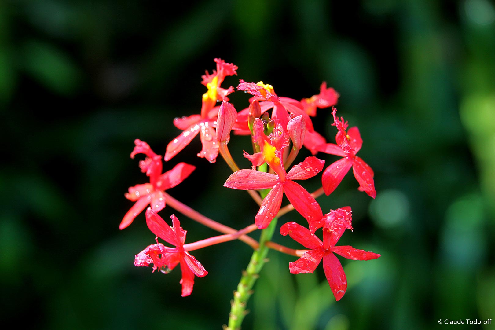 Canon EOS 50D, 70 mm, , ISO 100, 1/125 s à f / 5,0