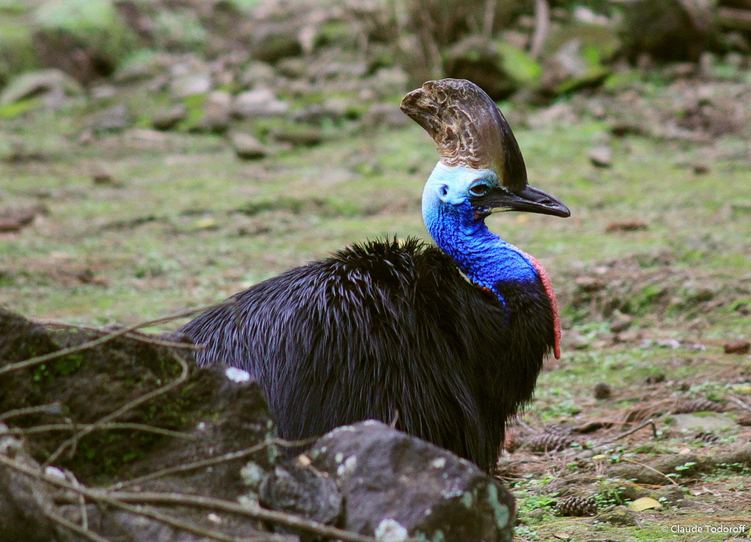 Canon EOS 50D, 300 mm, , ISO 1600, 1/500 s à f / 5,6