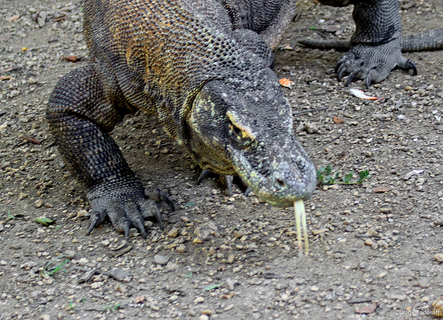 Canon EOS 50D, 75 mm, , ISO 320, 1/100 s à f / 4,0