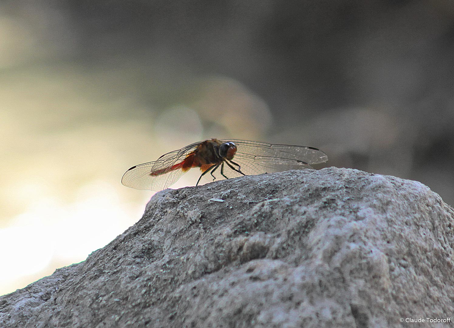 Canon EOS 50D, 300 mm, , ISO 160, 1/100 s à f / 6,3