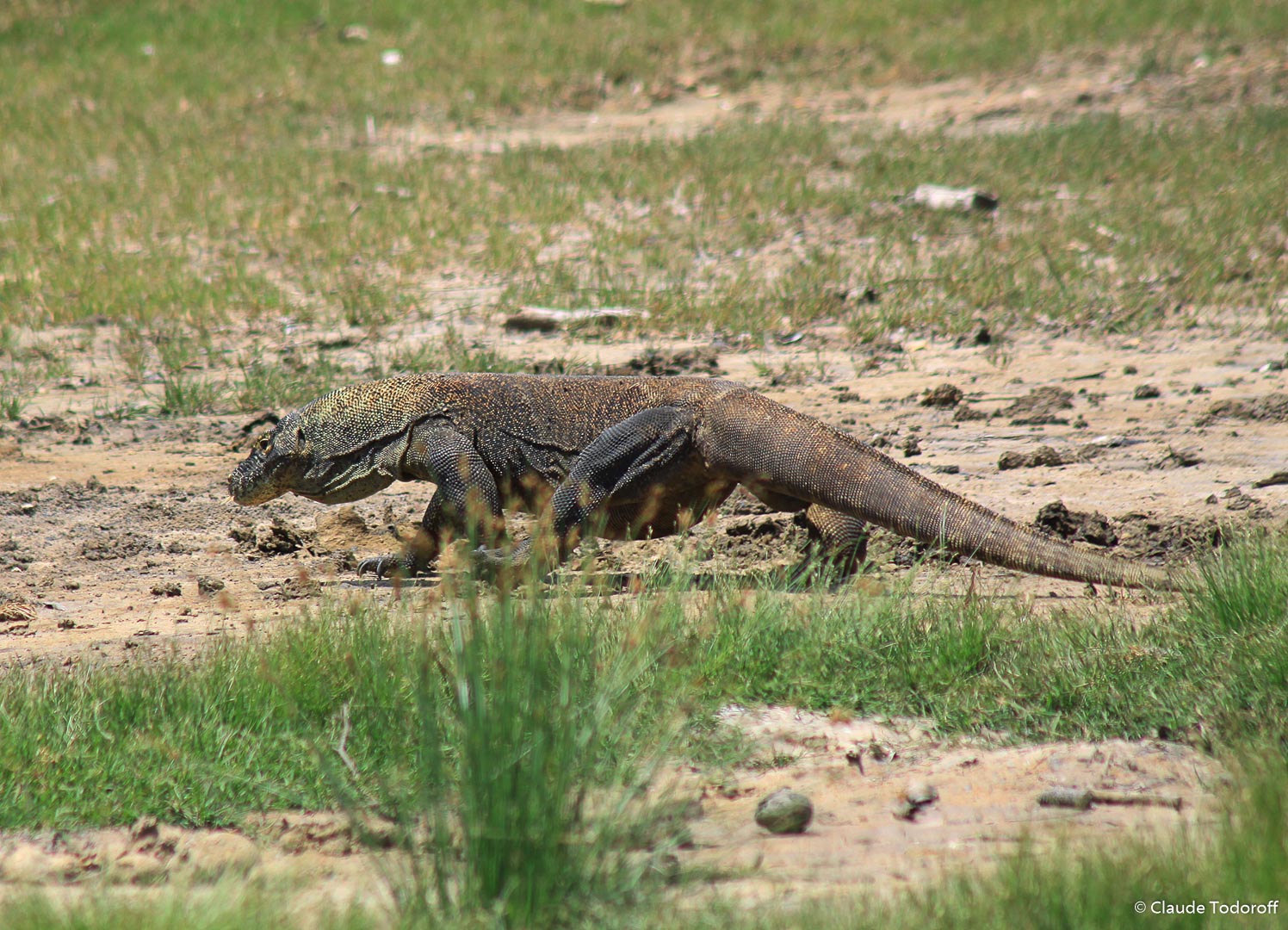 Canon EOS 50D, 300 mm, , ISO 160, 1/400 s à f / 7,1