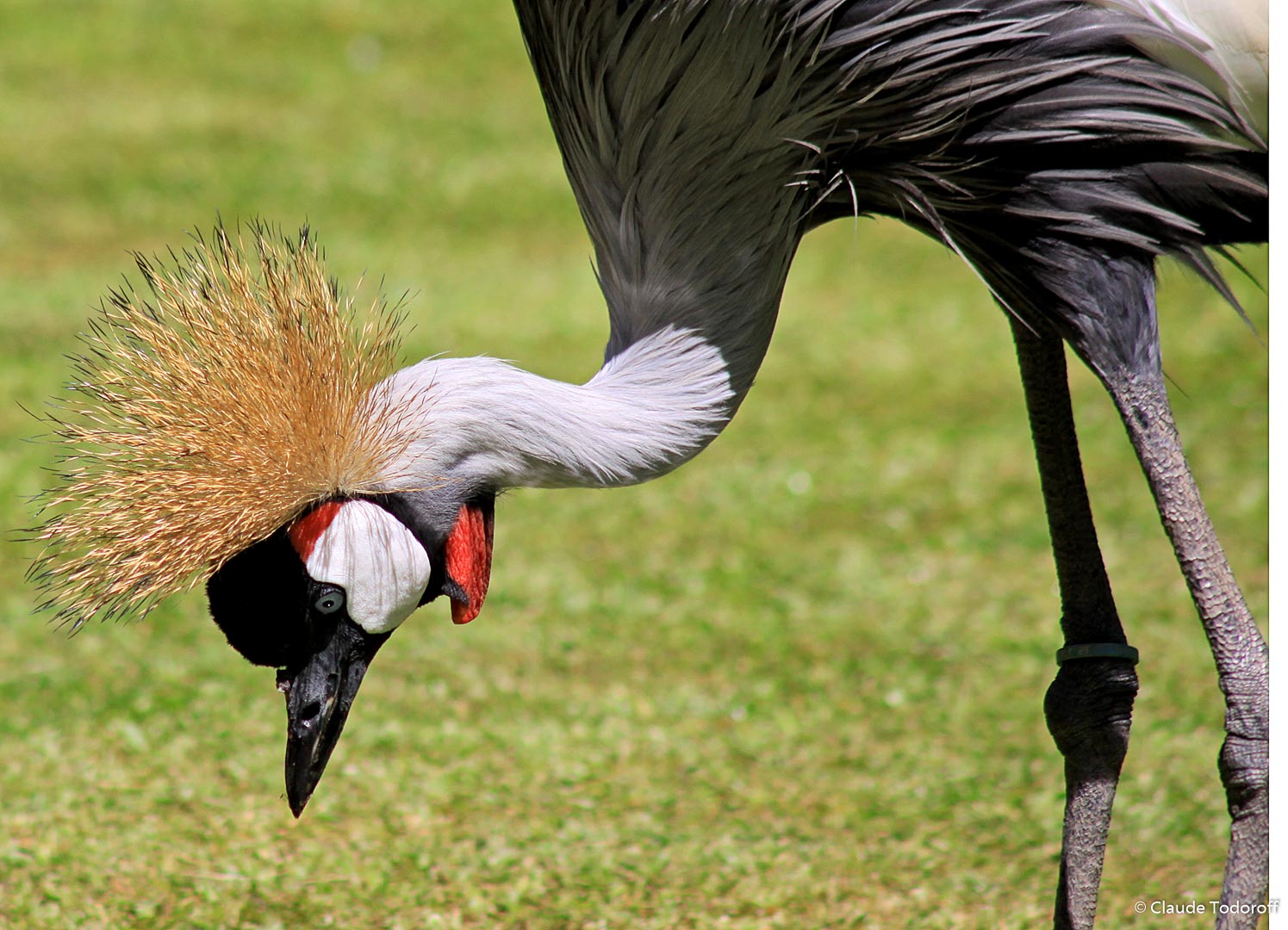 Canon EOS 50D, 300 mm, , ISO 125, 1/500 s à f / 7,1