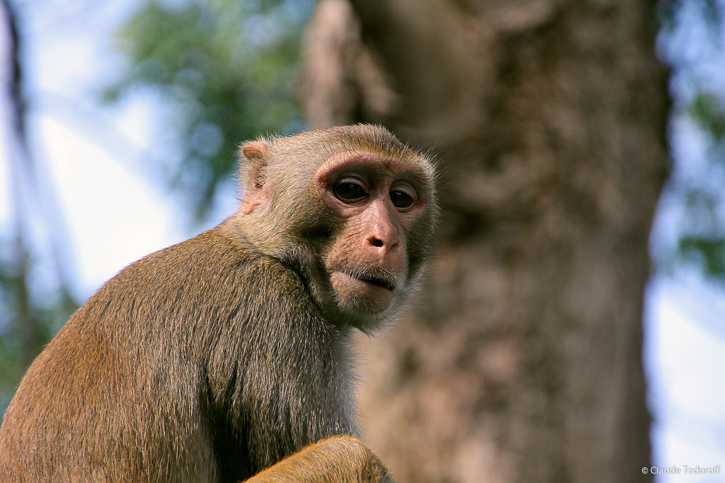 Canon EOS 60D, 246 mm, 18-270mm, ISO 500, 1/320 s à f / 7,1