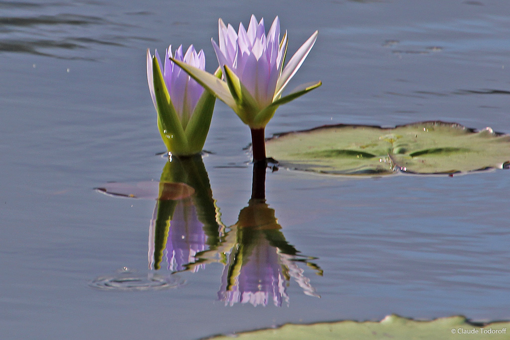 Canon EOS 60D, 270 mm, 18-270mm, ISO 160, 1/500 s à f / 8,0