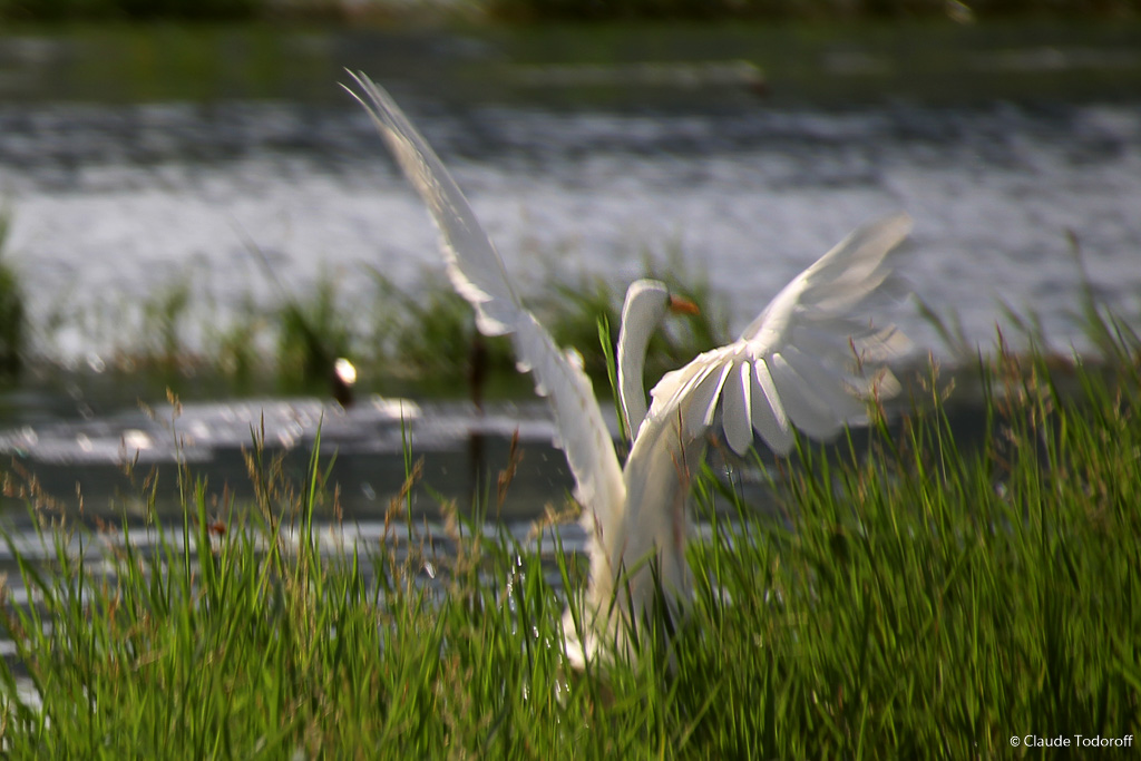 Canon EOS 60D, 246 mm, 18-270mm, ISO 100, 1/320 s à f / 7,1