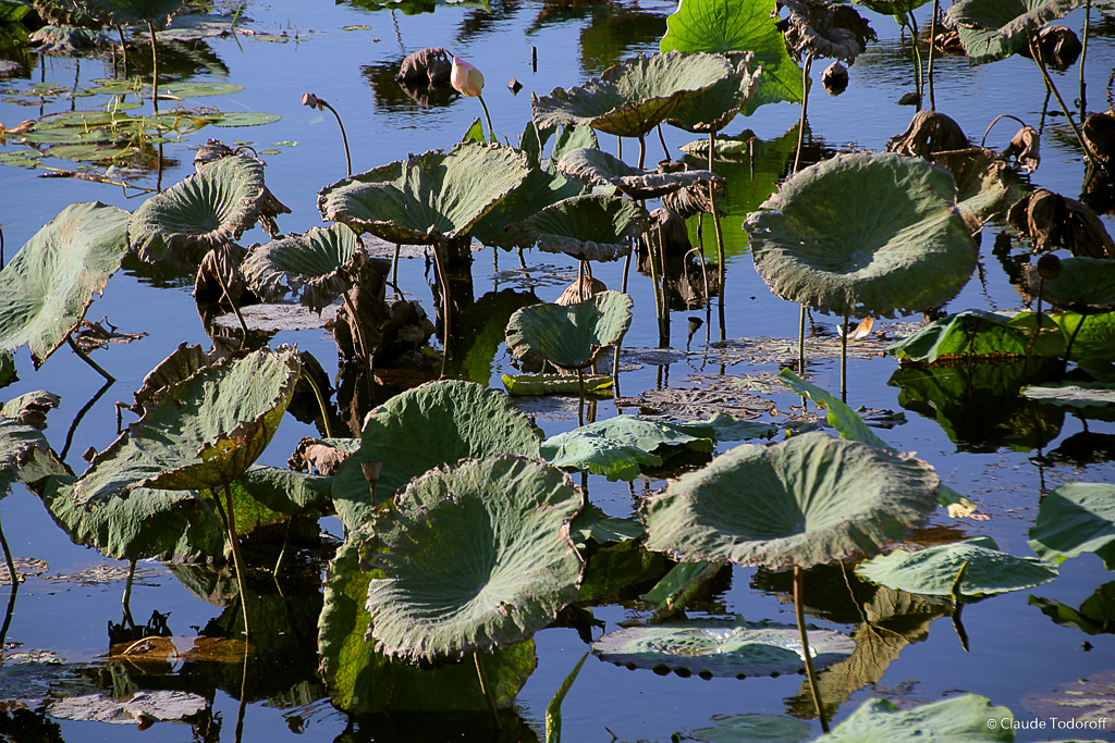 Canon EOS 60D, 155 mm, 18-270mm, ISO 100, 1/250 s à f / 5,6