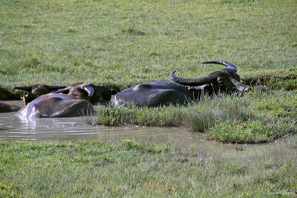 Canon EOS 60D, 270 mm, 18-270mm, ISO 250, 1/400 s à f / 8,0