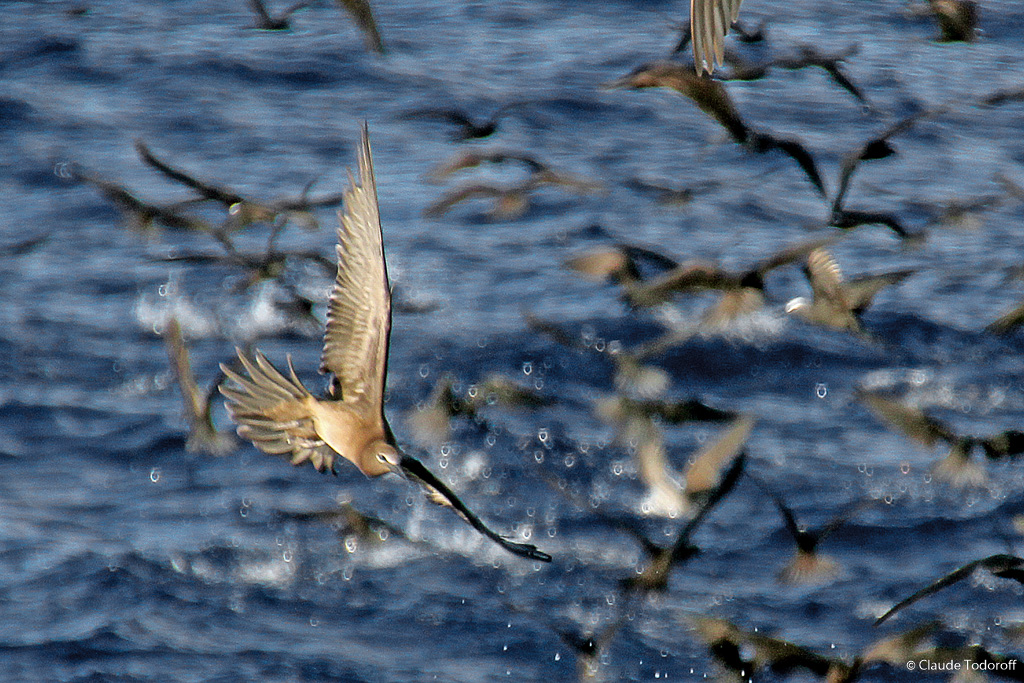 Canon EOS 60D, 270 mm, 18-270mm, ISO 400, 1/1000 s à f / 6,3