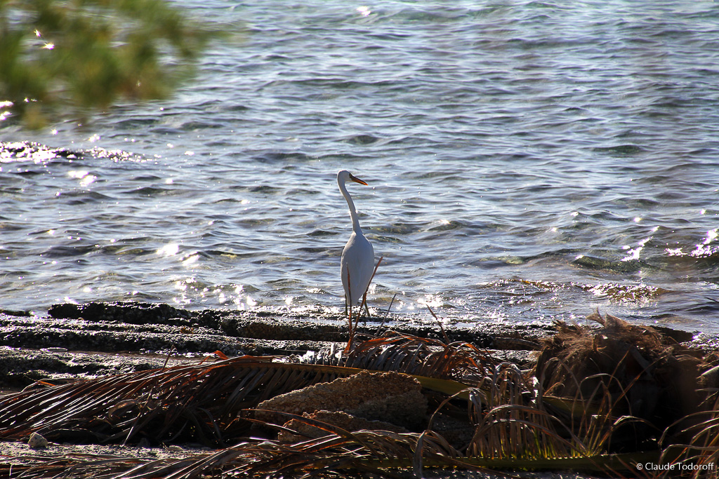 Canon EOS 60D, 270 mm, 18-270mm, ISO 100, 1/500 s à f / 8,0