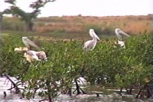 Des milliers de Pélicans dans la mangrove.